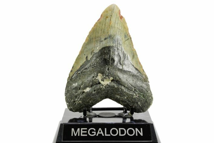 Fossil Megalodon Tooth - North Carolina #361719